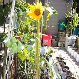 Meet your Posher, Dorian